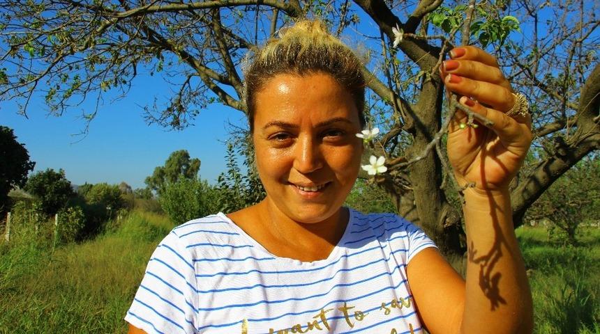 Aydın&rsquo;da erikler yeniden &ccedil;i&ccedil;ek a&ccedil;tı