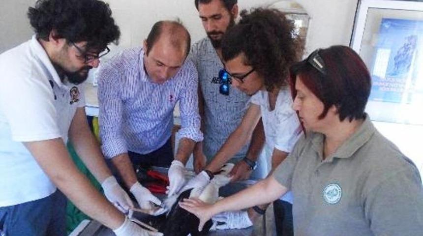 Aydın&rsquo;da 6 leylek ve bir kızıl şahin doğaya salındı