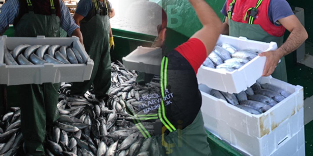 Ak&ccedil;akoca'da balık&ccedil;ılar Karadeniz'den 40 ton palamutla d&ouml;nd&uuml;