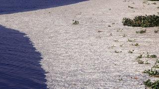 Asi Nehri'ndeki balık ölümlerinin nedeni belli oldu