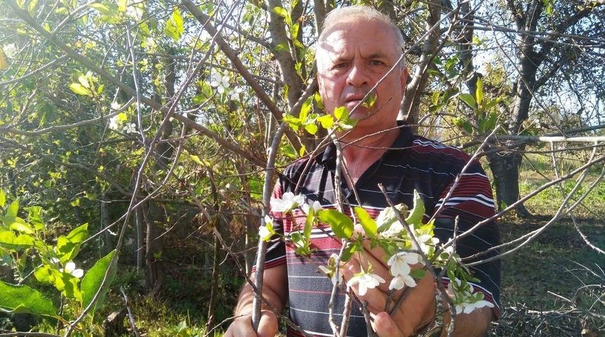 Vişne ağacı sonbaharda &ccedil;i&ccedil;ek a&ccedil;tı