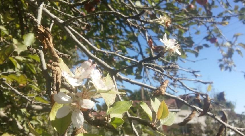 Elma ağa&ccedil;ları sonbaharda &ccedil;i&ccedil;ek a&ccedil;tı