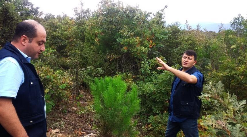 Orman k&ouml;yl&uuml;s&uuml; kestane ve ıhlamurdan kazanacak