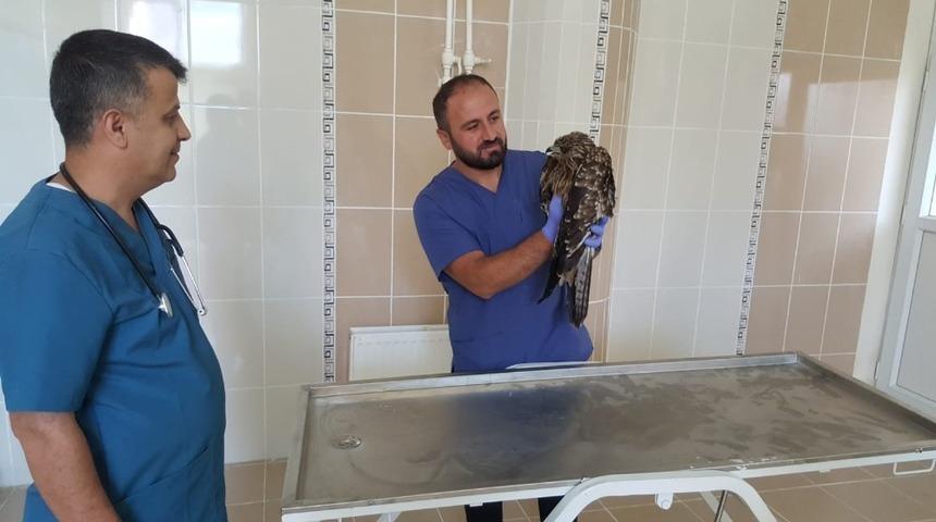 Ateşli silahla yaralanan kızıl şahin tedavi altına alındı