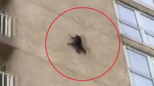 Rakun 9'uncu kattan atladı, yoluna devam etti