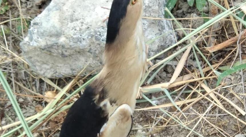 K&uuml;&ccedil;&uuml;k balaban kuşu tedavi altına alındı