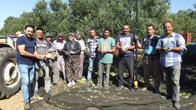 Edremit Körfezi’nde ilk zeytinyağı sıkıldı