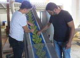 Edremit Körfezi’nde ilk zeytinyağı sıkıldı