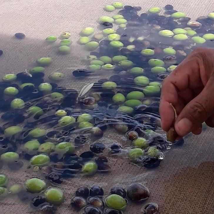 ZEYTİNYAĞI