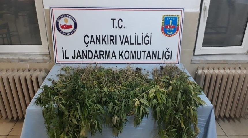 &Ccedil;ankırı&rsquo;da 450 k&ouml;k kenevir ele ge&ccedil;irildi