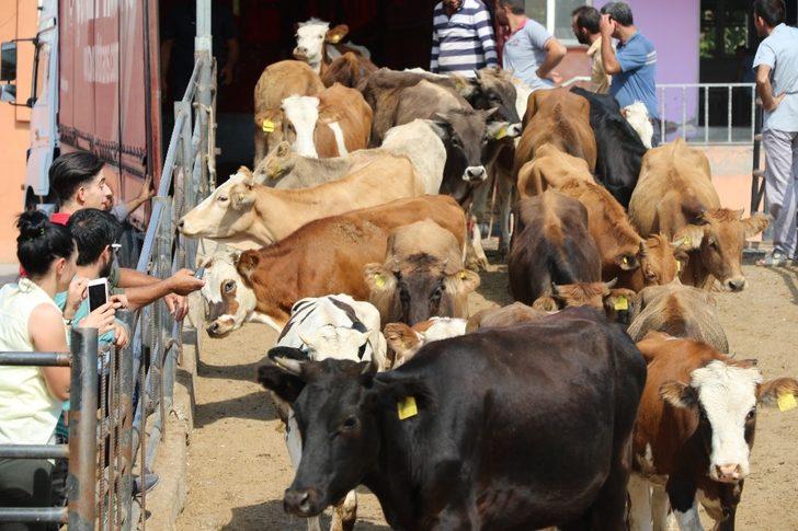 Elazığ’da genç çiftçilere hayvan desteği