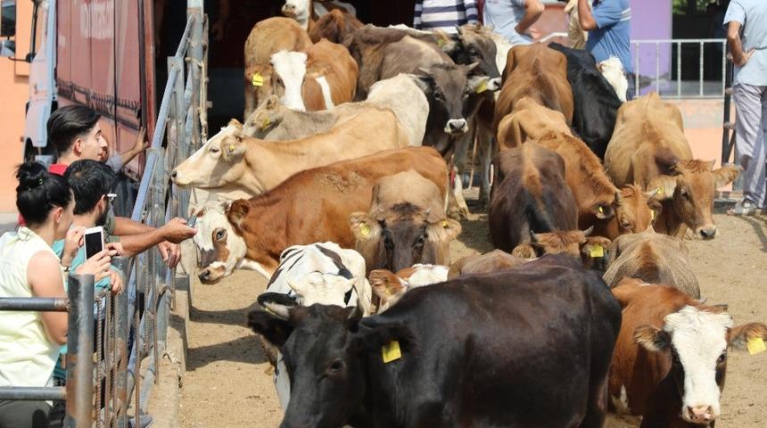 Elazığ&rsquo;da gen&ccedil; &ccedil;ift&ccedil;ilere hayvan desteği