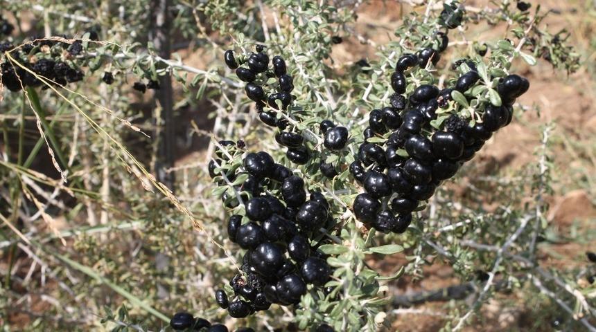 Kurt &uuml;z&uuml;m&uuml; Elazığ&rsquo;da ilk meyvesini verdi