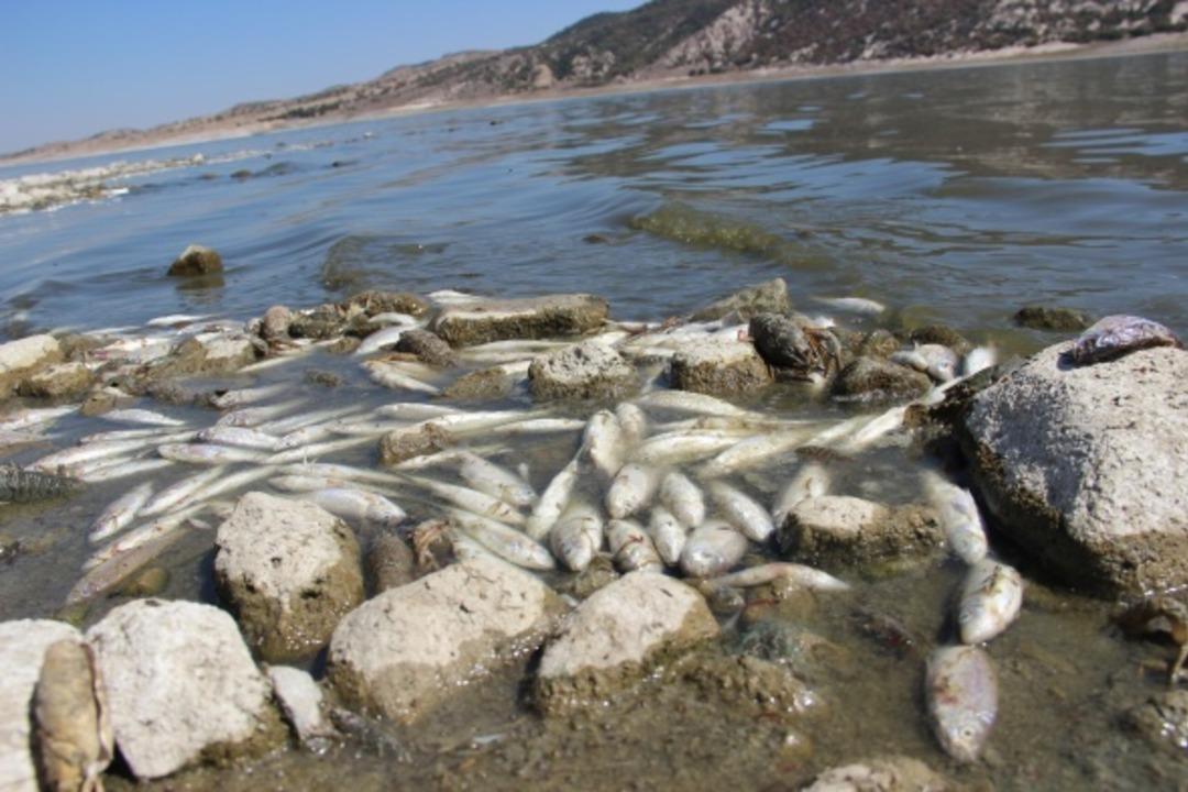 Binlercesi bu halde bulundu! Vatandaşlar şoke oldu