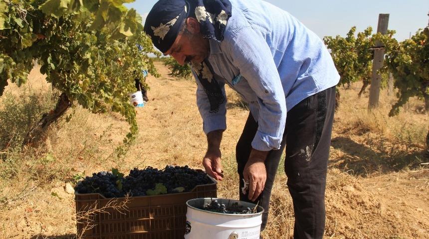 Bağ sahipleri, verimden memnun