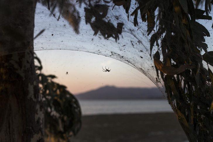 Yunanistan'da dev örümcek ağları sahili kapladı G1