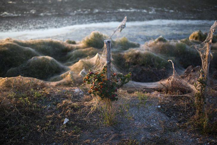 Yunanistan'da dev örümcek ağları sahili kapladı G2