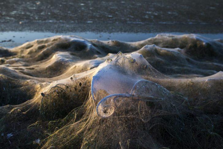 Yunanistan'da dev örümcek ağları sahili kapladı G3
