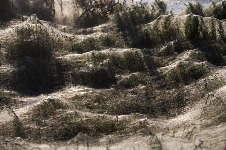 Yunanistan'da dev örümcek ağları sahili kapladı G5