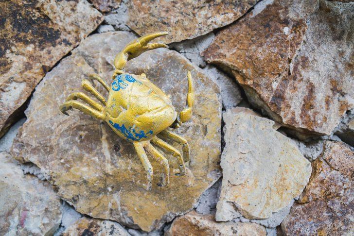 Kanada'yı 'yeşil yengeç' korkusu sardı!  G2