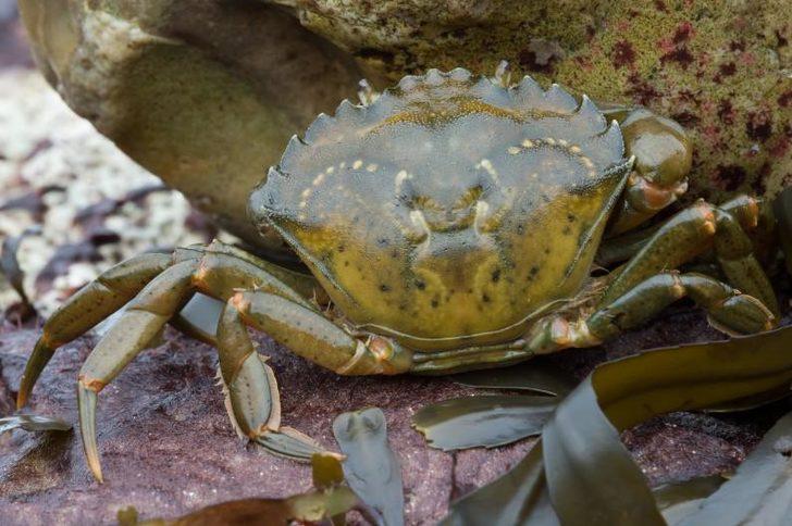 Kanada'yı 'yeşil yengeç' korkusu sardı!  G4