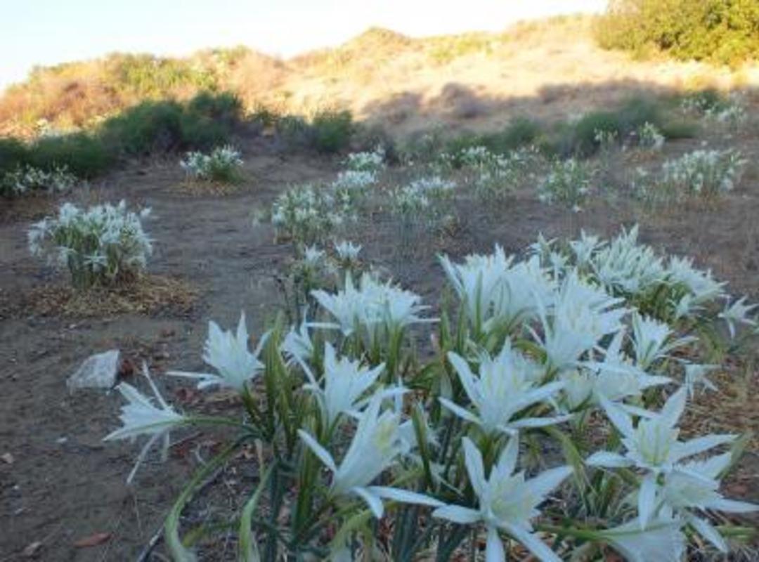 Kum zambağını koparana 48 bin lira para cezası!