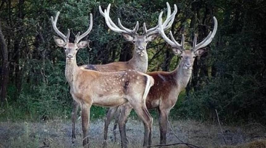 Mus ve misk hangi hayvan t&uuml;r&uuml;d&uuml;r? (25 Eyl&uuml;l Salı 12.30 Hadi ipucu)