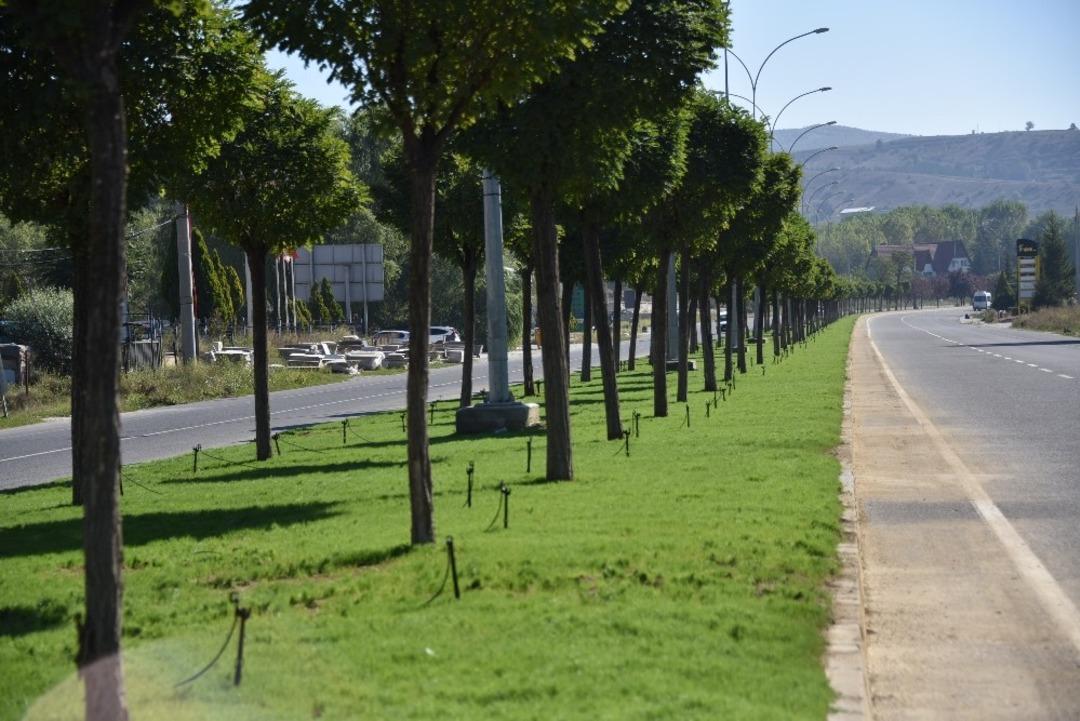 Yemyeşil top akasyalar gelenleri selamlıyor