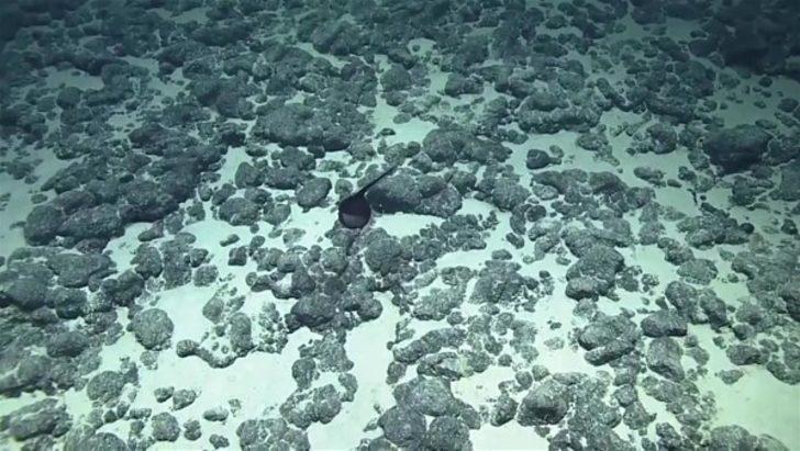 Görenleri şaşırtan canlılar G1