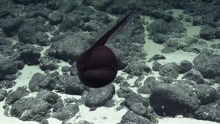 Görenleri şaşırtan canlılar G2