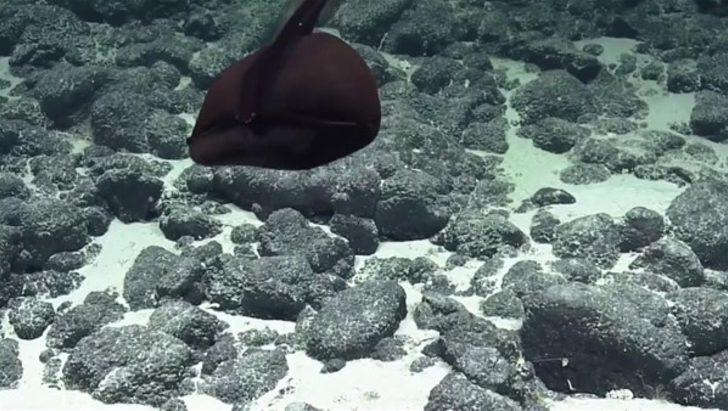 Görenleri şaşırtan canlılar G3