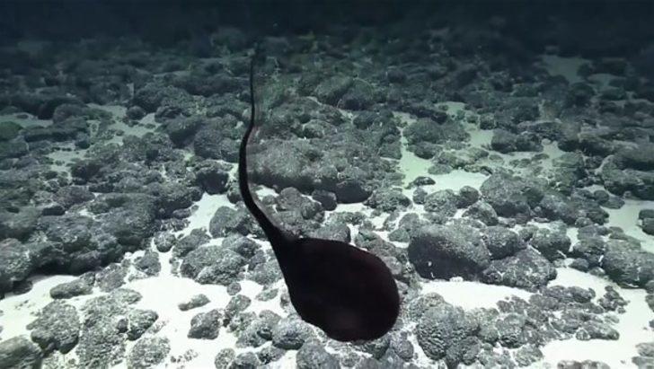 Görenleri şaşırtan canlılar G4