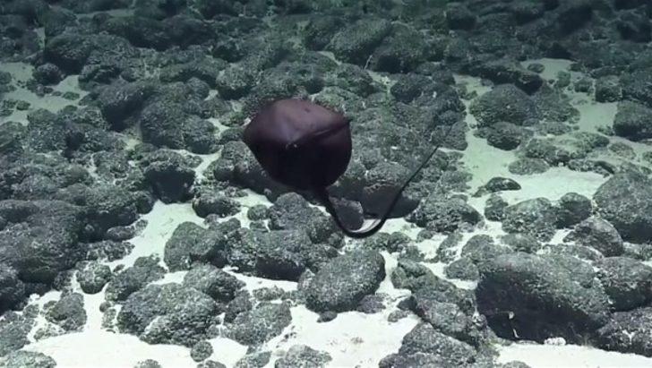 Görenleri şaşırtan canlılar G5