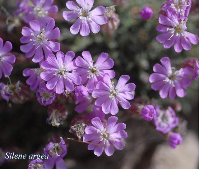 Adını Erciyes Dağı ndan alan &ccedil;i&ccedil;ek ve bitkiler kitap oluyor 1
