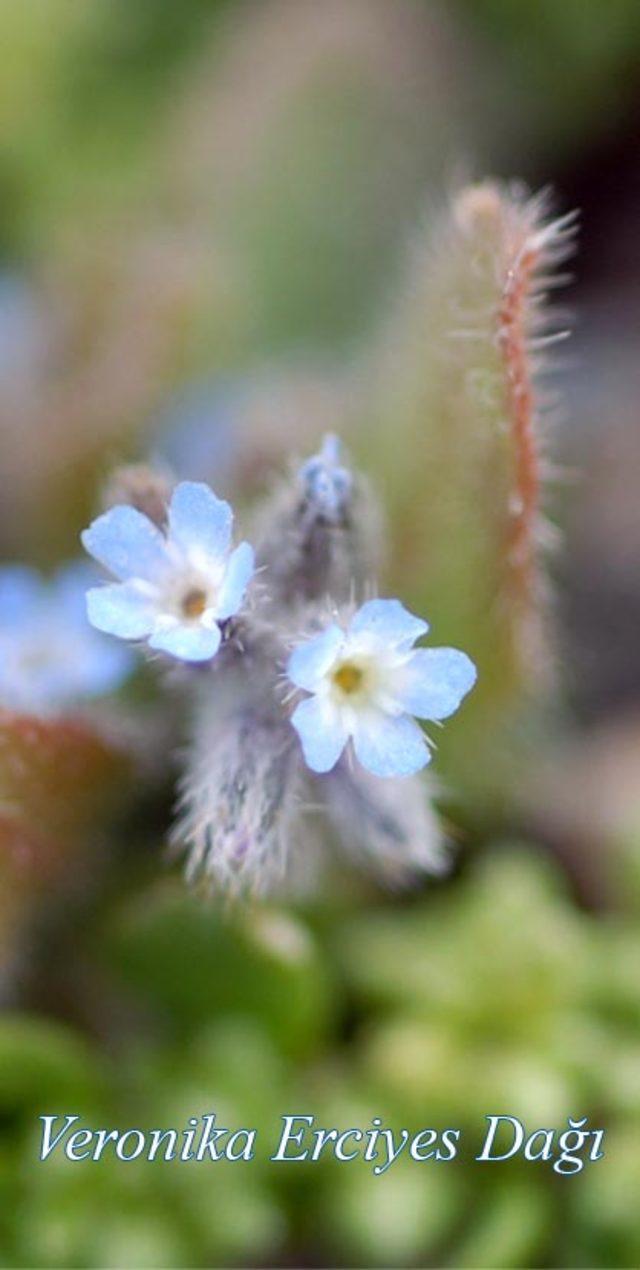 Adını Erciyes Dağı ndan alan &ccedil;i&ccedil;ek ve bitkiler kitap oluyor 4