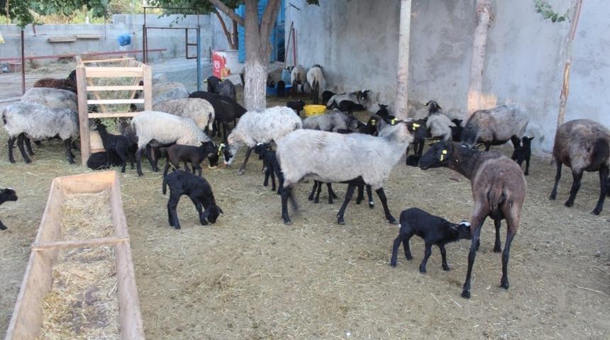 Iğdır’da Romanov ırkı koyun çiftliği