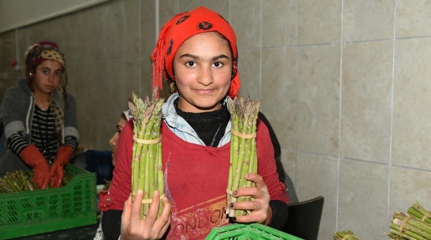 Kuşkonmaz üretimi için protokol imzalandı