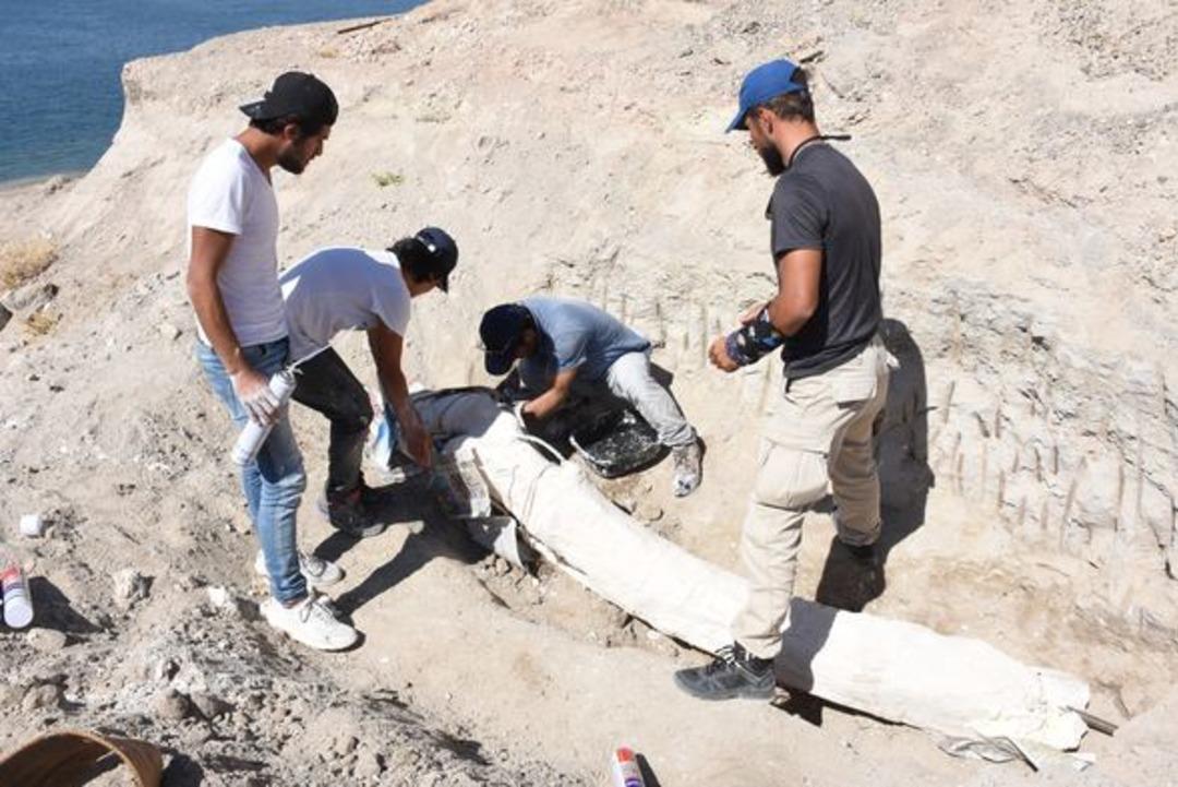 7,5 milyon yıllık fosiller &ouml;zel y&ouml;ntemle taşındı 