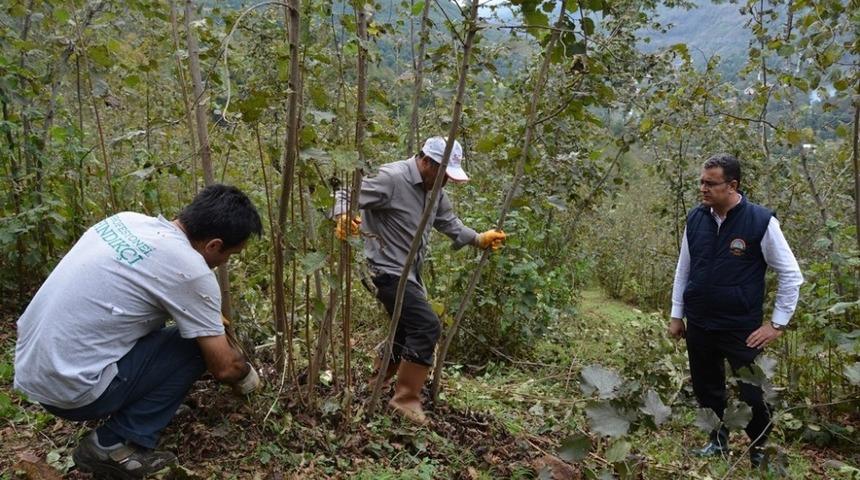 Fındık budama dönemi başladı