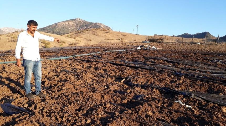 Domuz s&uuml;r&uuml;leri, &ccedil;ilek &uuml;reticilerini zor durumda bıraktı