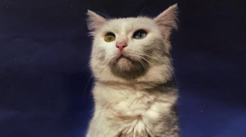 &lsquo;Van G&uuml;zel&rsquo; kitap&ccedil;ığı k&uuml;lt&uuml;r ve turizm camiasının hizmetine sunuldu