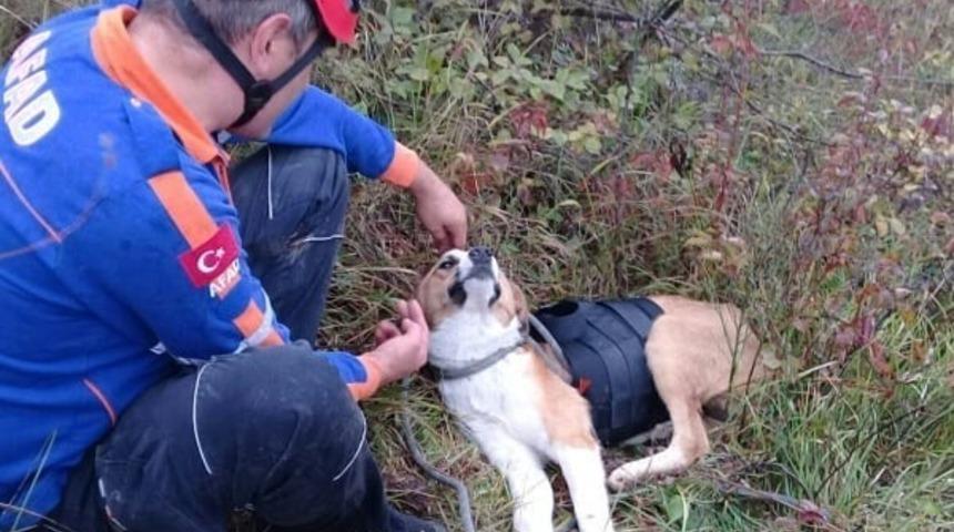 Kayalıklarda mahsur kalan k&ouml;peğe AFAD şefkati