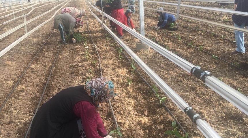 Osmaniye&rsquo;de Suriyelilere seracılık kursu