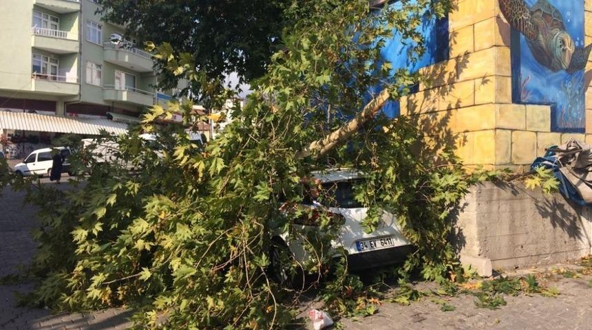 Ağacın kırılan dalları otomobilin üzerine düştü