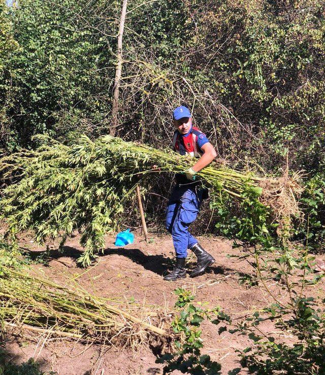 Tekirdağ'da uyuşturucu tarlasına operasyon: 4 gözaltı