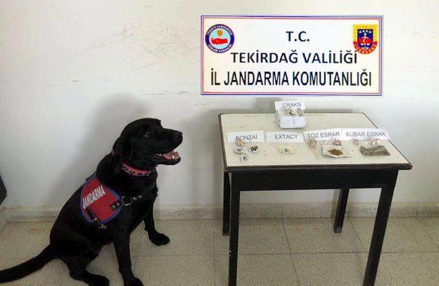 Tekirdağ'da uyuşturucu tarlasına operasyon: 4 gözaltı