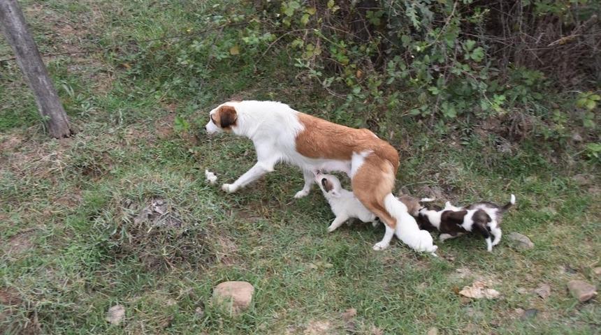Yavru k&ouml;peklere belediye sahip &ccedil;ıktı
