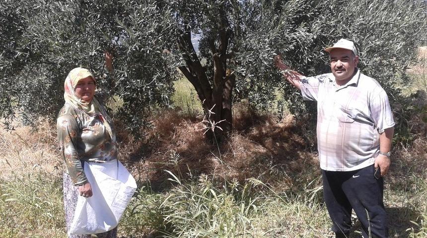 Aydın&rsquo;da zeytin hasadı başladı