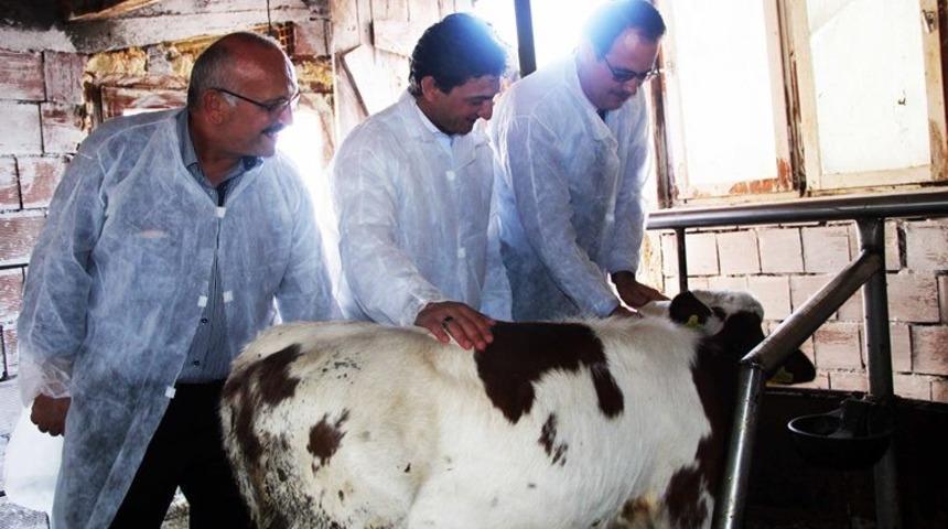 Yalova&rsquo;da buzağı &ouml;l&uuml;mleri y&uuml;zde 3&rsquo;&uuml;n altına d&uuml;ş&uuml;r&uuml;lecek