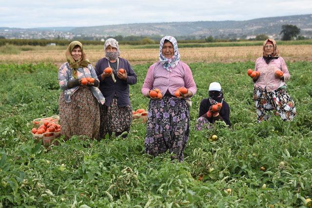 Çanakkale'de domates üreticisinin yüzü güldü